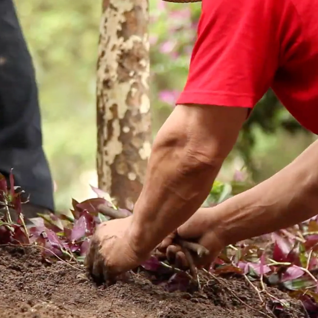 industrial chemisette