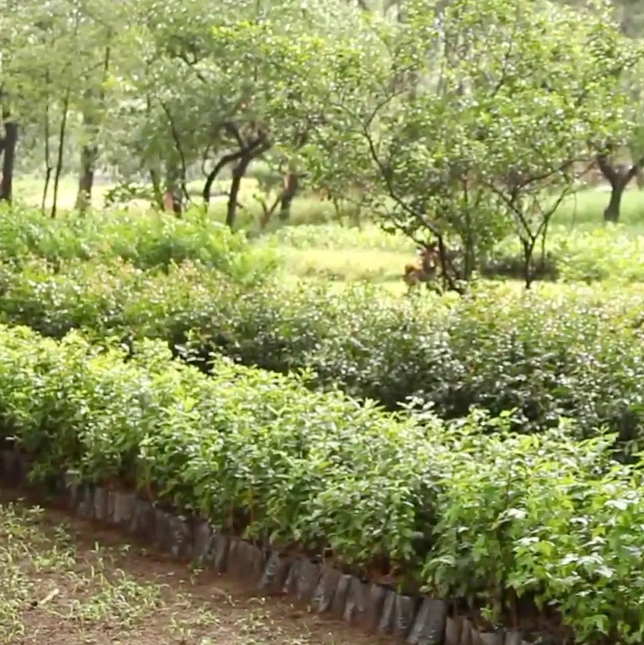 industrial chemisette