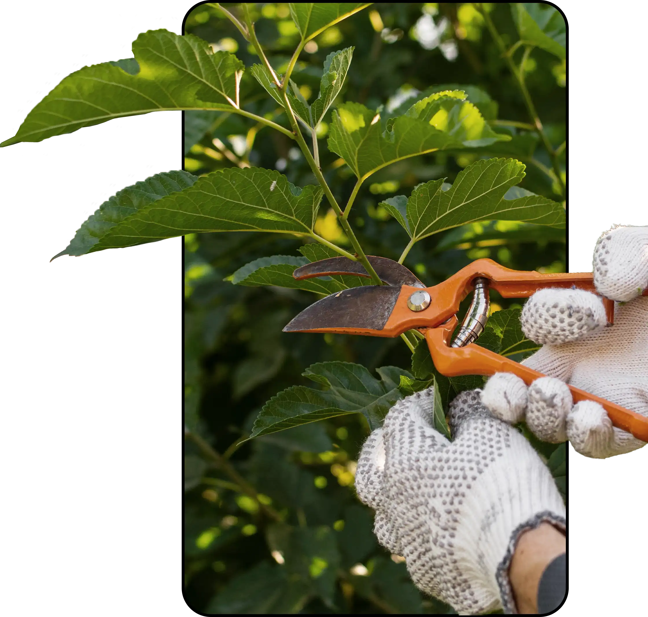 desarrollamos y fabricamos nuestras propias lineas de productos de salud, belleza y bienestar